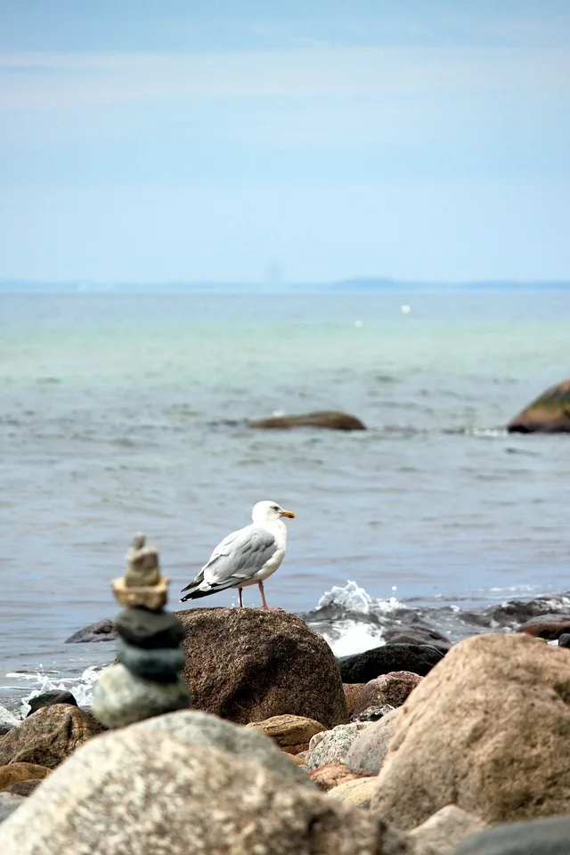 måge, østersøen, seagull on the beach, kyst, sten. Prissammenligning på markedspladser: Sådan vurderer du konkurrence